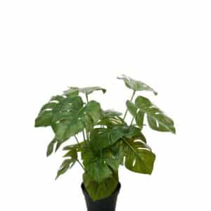 Monstera i Potte 30cm