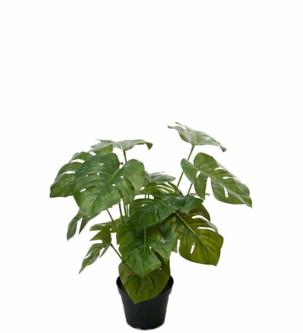 Monstera i Potte 30cm