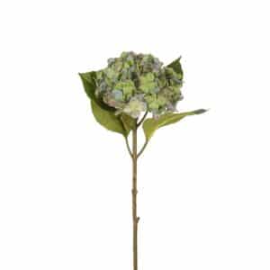 HORTENSIA BLÅ