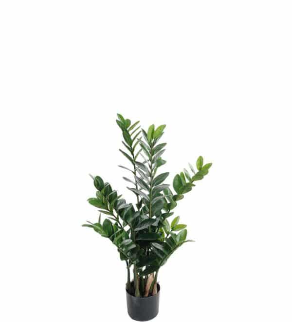 ZAMIFOLIA MR.PLANT
