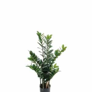 ZAMIFOLIA MR.PLANT