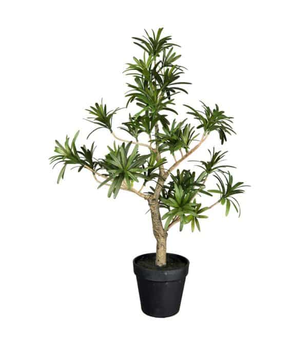 Podocarpus i Potte 60cm