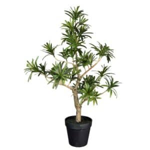 PODOCARPUS I POTTE 60 CM MR PLANT