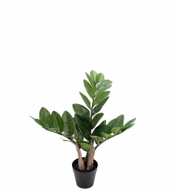 Zamifolia 45cm