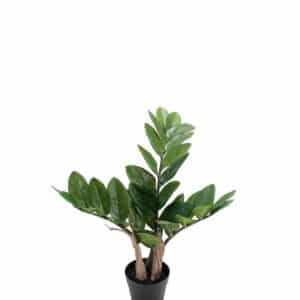 ZAMIFOLIA I POTTE 45 CM MR PLANT
