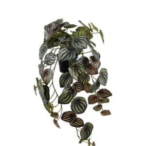 PEPEROMIA I POTTE 45 CM MR PLANT