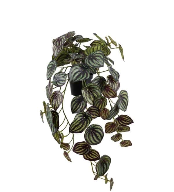Peperomia Grønn Hengeplante 45cm