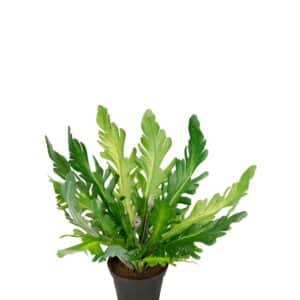 Ormbunke i Potte 25cm