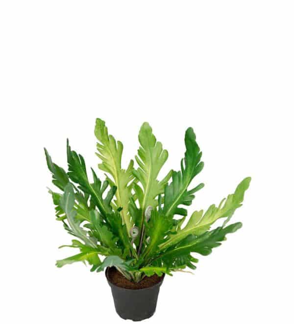 Ormbunke i Potte 25cm