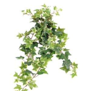 EFØY I POTTE 60 CM MR PLANT