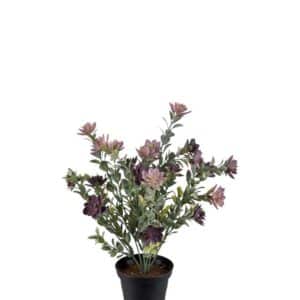 Succulent i Potte 30cm