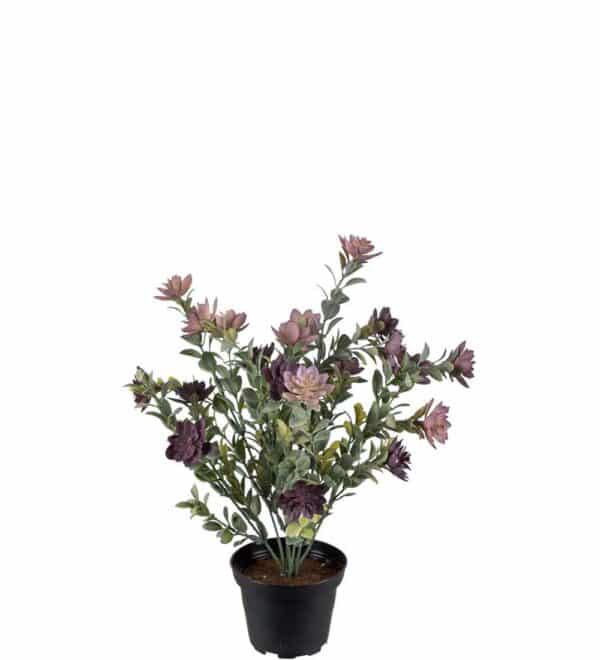 Succulent i Potte 30cm