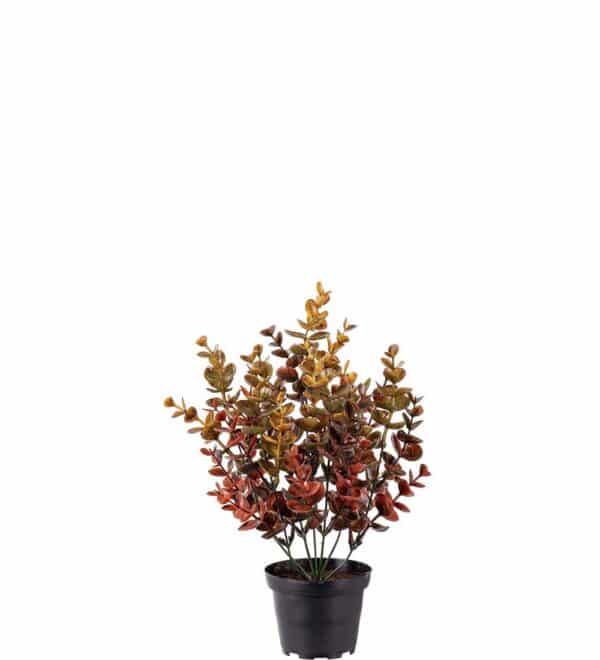 Eucalyptus i Potte 35cm