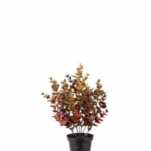 MULTIFARGET EUCALYPTUS I POTTE 30 CM MR PLANT