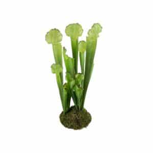 FLUGTRUMPET 28 CM MR PLANT