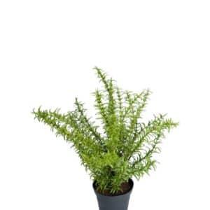 Rosmarin i Potte 35cm