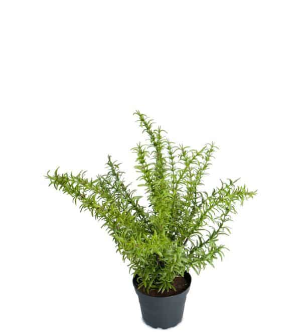 Rosmarin i Potte 35cm