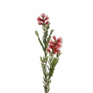 LAMPBORSTE KVIST 80 CM MR PLANT
