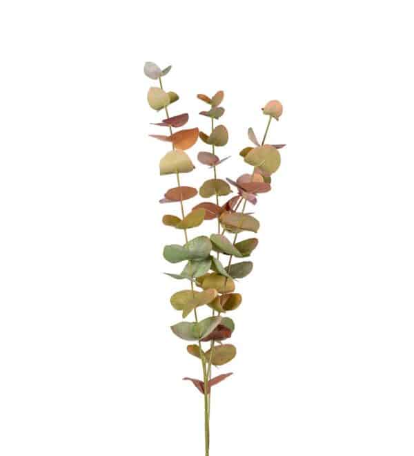 Eucalyptus Kvist 60cm