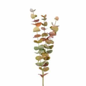 EUCALYPTUS KVIST MULTICOLOR 60 CM MR PLANT