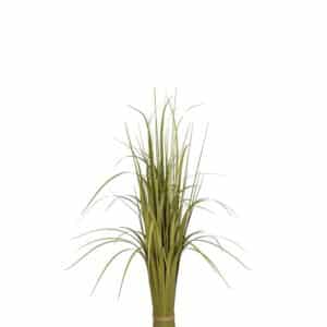GRESS I BUNT 85 CM MR PLANT