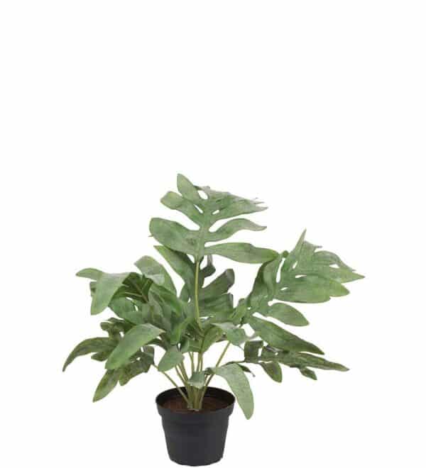 Bregne 30cm