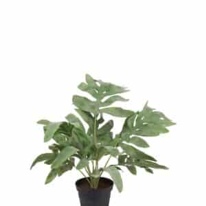 BREGNE MED STORE BLAD MR. PLANT