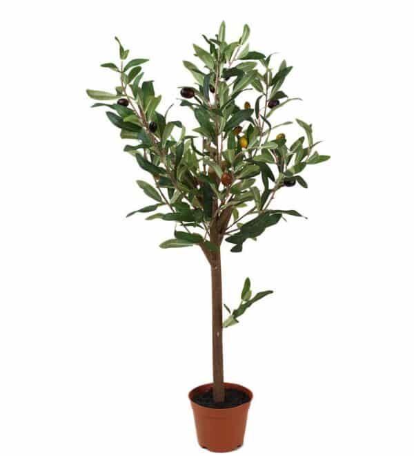 Oliventre 60cm