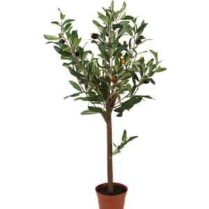 OLIVENTRE MR. PLANT