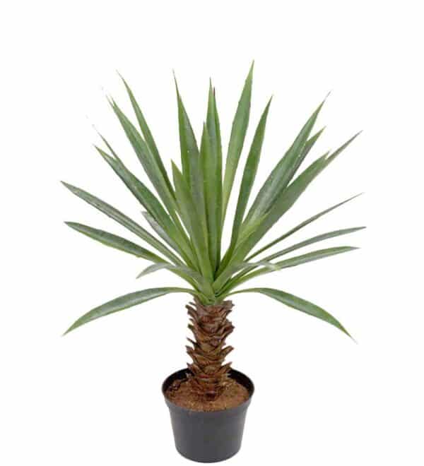 Agave / Palme i Potte