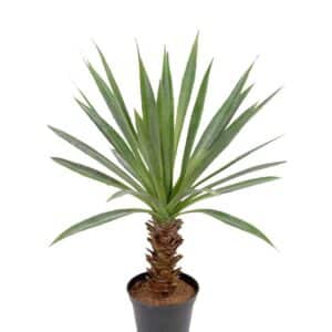 AGAVE MR. PLANT