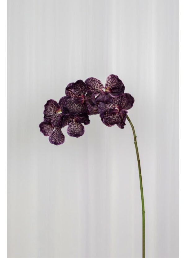 Orchid (7 heads) Burgundy