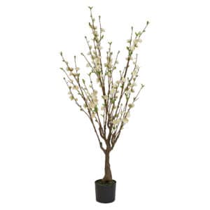 Japansk Aprikos Med Blomster 150 cm