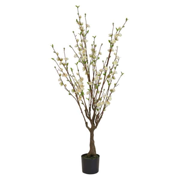 Japansk Aprikos Med Blomster 150 cm