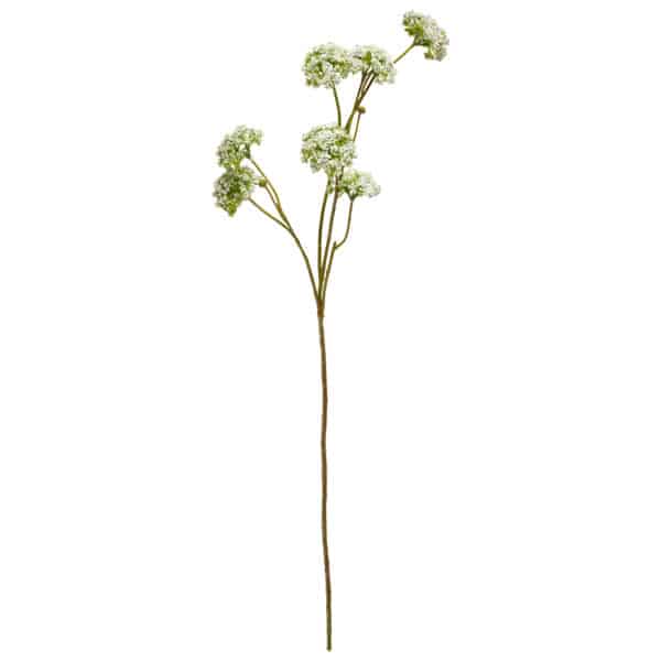 Hundekjeks Hvit Stilk 73 cm - Bilde 2
