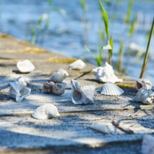 Skjell i pose i ass-størrelse.