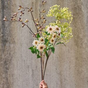 Kalimeris innskåret stilk 88 cm