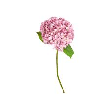 Hortenisa stilk 66cm