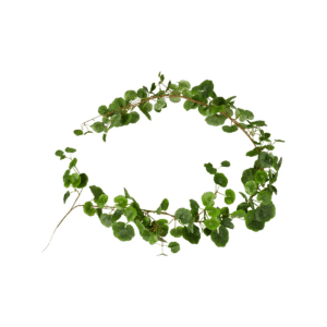 Pelargonia-slyngplante 170 cm